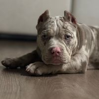 koaamericanbully