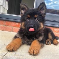 bonothegsd