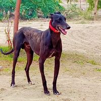 dogi302000