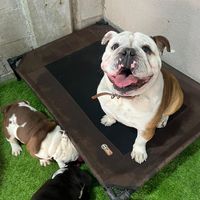 rudothebulldog