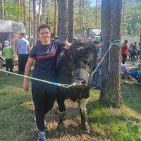 _zlatonja_krilan_soko_