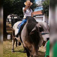 vaquerasdost_pau_pret