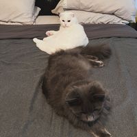 foldandfluff