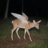 original sound - clashreception