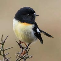 nhạc nền - Dương Ninh Fam