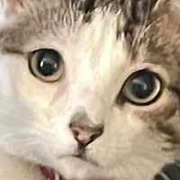 original sound - sillystupidkitties