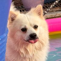whiteyminispitz