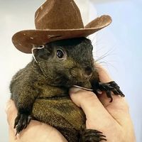 squirrelypop91