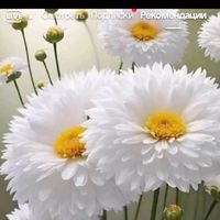 nastjasawostejanchik