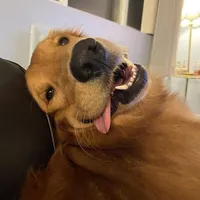 original sound - alaiagolden22