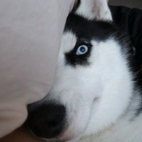 haski_bessi