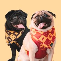 pug.benji