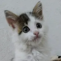 original sound - fifigatinhafofa