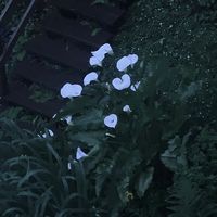 a._dance._with._death