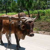 troseros_legal_126312