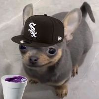 eselperritoloya