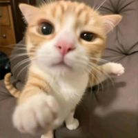 som original - Adolfo cat