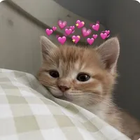 original sound - .........gerardo