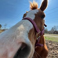 equestrian.gracie.fisher
