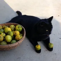 original sound - p8melo