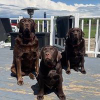 mooseandcrew