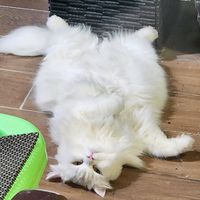 catlovers_7878