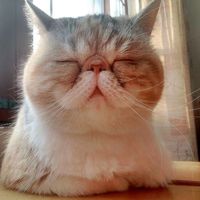 exoticat8