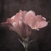 bloominmind