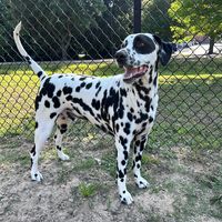 jax.the.dalmatian