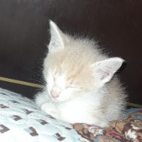 sonido original - Daless cat lover