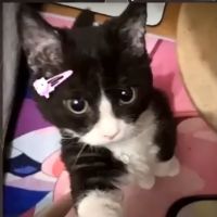 som original - bom dia kalaio