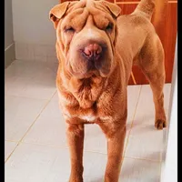 original sound - sharpei.doog7.z