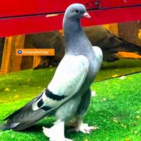 pigeon00takla
