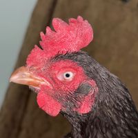 usamaaseelrawalpindi1