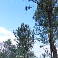 original sound - Hadba⚜️