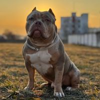 nordan_dog