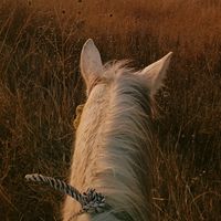 yanethhorses