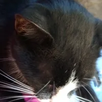 original sound - carito27052