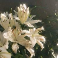 оригінальний звук