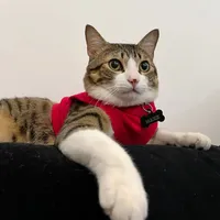 original sound - maxx_cat10