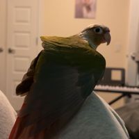 birdsnkittens
