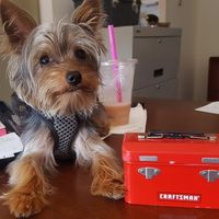 artstheyorkie