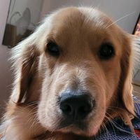 pacocagoldenretriver