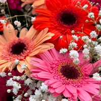 flores04_.t
