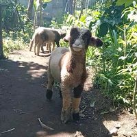 dinfarm1
