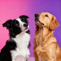 original sound - animalstories_daily