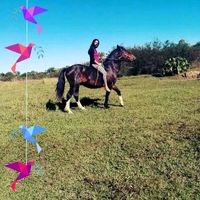 nancysotelo95