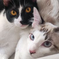 amoreo.cats