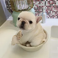 original sound - frenchie.f.amily