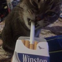 tistaroii